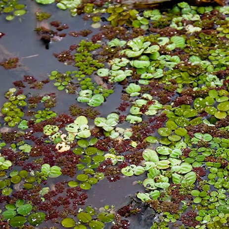 AMAZONAS 26_selva mosaico galeria_MG_3631.jpg